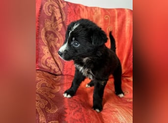  Amber – kleine liebevolle Seele