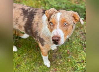 Prinz - ist unterfordert