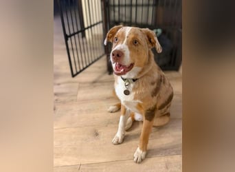 Prinz - ist unterfordert