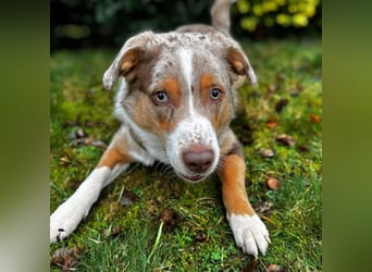 Prinz - ist unterfordert