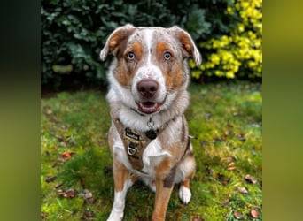 Prinz - ist unterfordert