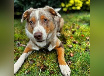 Prinz - ist unterfordert