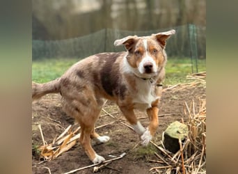 Prinz - ist unterfordert