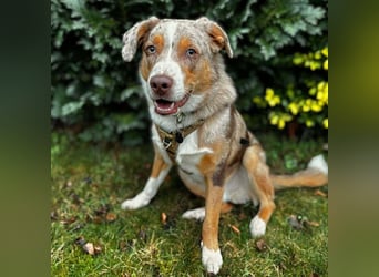 Prinz - ist unterfordert