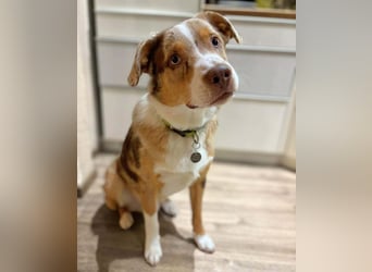 Prinz - ist unterfordert