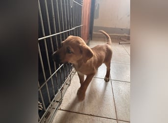 Iza, zuckersüßes Welpenmädchen geb. 05/2026