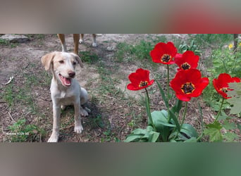 Mia, zauberhaftes Welpenmädchen geb. 12/2025