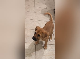 Iza, zuckersüßes Welpenmädchen geb. 05/2026