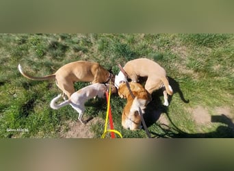 Mia, zauberhaftes Welpenmädchen geb. 12/2025
