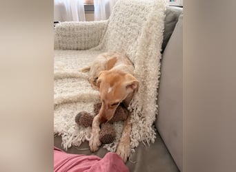 Mia, zauberhaftes Welpenmädchen geb. 12/2025