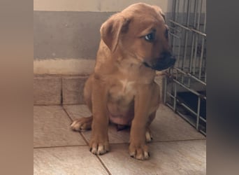 Iza, zuckersüßes Welpenmädchen geb. 05/2026