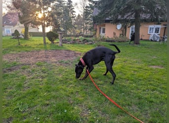 Zwei Hunde (Rüden), 4 Jahre alt, suchen liebevolles Zuhause in Privathand