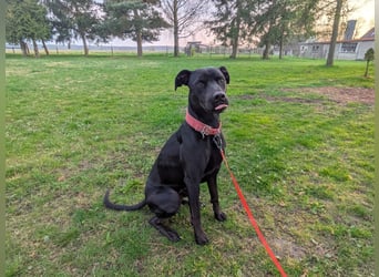 Zwei Hunde (Rüden), 4 Jahre alt, suchen liebevolles Zuhause in Privathand