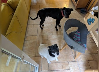 Zwei Hunde (Rüden), 4 Jahre alt, suchen liebevolles Zuhause in Privathand