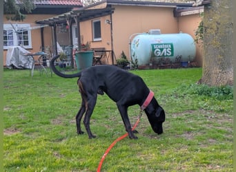 Zwei Hunde (Rüden), 4 Jahre alt, suchen liebevolles Zuhause in Privathand