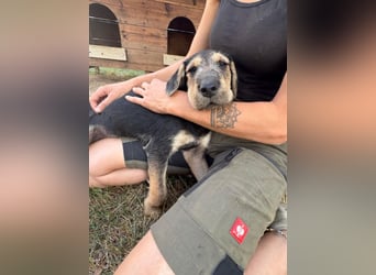 Lucky : fröhlicher, verschmuster Welpe sucht seine Familie