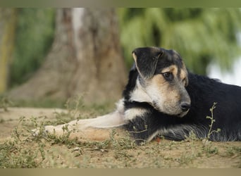 Lucky : fröhlicher, verschmuster Welpe sucht seine Familie