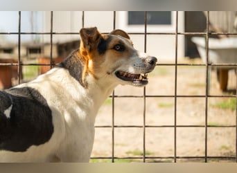 Jerry – fröhlicher, menschenbezogener Rüde sucht sein Für-immer-Zuhause