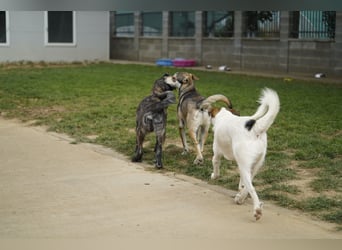 Elliot – sensibler Junghund sucht geduldige Menschen mit Herz