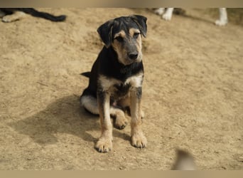 Lucky : fröhlicher, verschmuster Welpe sucht seine Familie