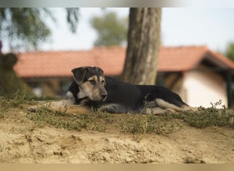 Lucky : fröhlicher, verschmuster Welpe sucht seine Familie