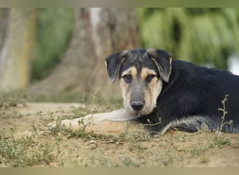 Lucky : fröhlicher, verschmuster Welpe sucht seine Familie