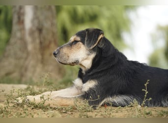 Lucky : fröhlicher, verschmuster Welpe sucht seine Familie