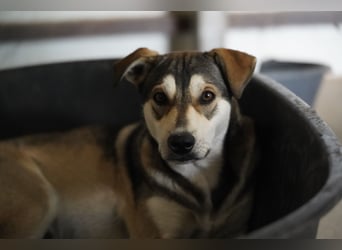Elliot – sensibler Junghund sucht geduldige Menschen mit Herz