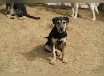 Lucky : fröhlicher, verschmuster Welpe sucht seine Familie