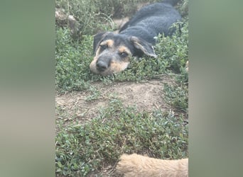 Lucky : fröhlicher, verschmuster Welpe sucht seine Familie