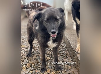 Caelan ein Hund aus Reihe zwei möchte gesehen werden