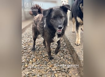 Caelan ein Hund aus Reihe zwei möchte gesehen werden