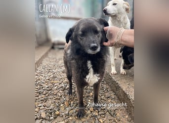 Caelan ein Hund aus Reihe zwei möchte gesehen werden