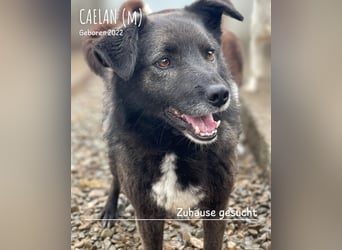 Caelan ein Hund aus Reihe zwei möchte gesehen werden