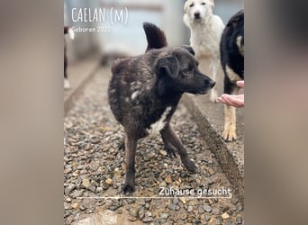 Caelan ein Hund aus Reihe zwei möchte gesehen werden
