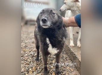 Caelan ein Hund aus Reihe zwei möchte gesehen werden