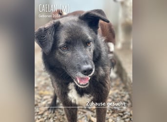 Caelan ein Hund aus Reihe zwei möchte gesehen werden