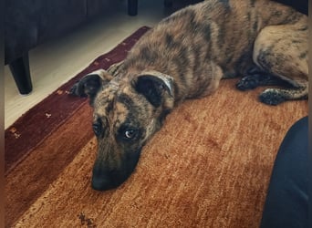 ❤️ Ein lieber, sensibler Hund sucht sein Für-immer-Zuhause