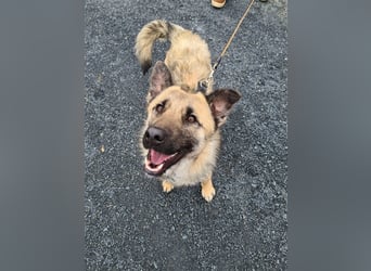 Suki - Hündin mit Potential