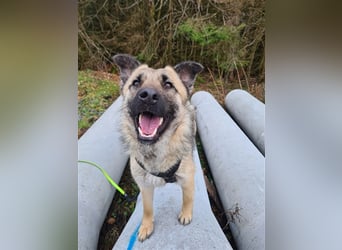 Suki - Hündin mit Potential