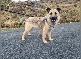 Suki - Hündin mit Potential