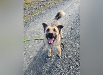 Suki - Hündin mit Potential