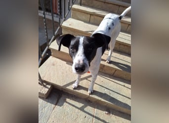 Aufgeweckter Junghund Ozzy