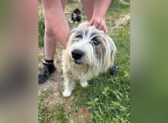 Bella - liebevolle Hündin sucht ein warmes Zuhause