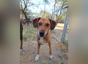 Sanfte Hündin Sandy sucht dich!