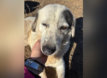 Katia- Senior-Hund sucht endlich Sicherheit & Liebe