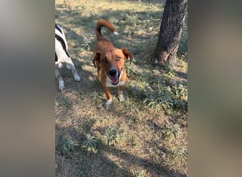 Traumhund Andom- ein Junghund zum Verlieben