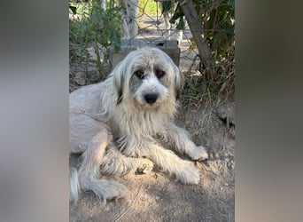 Bella - tolle Hündin wartet auf ihre Chance