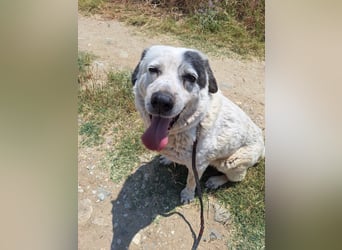 Katia- Senior-Hund sucht endlich Sicherheit & Liebe