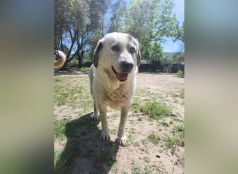 Katia- Senior-Hund sucht endlich Sicherheit & Liebe